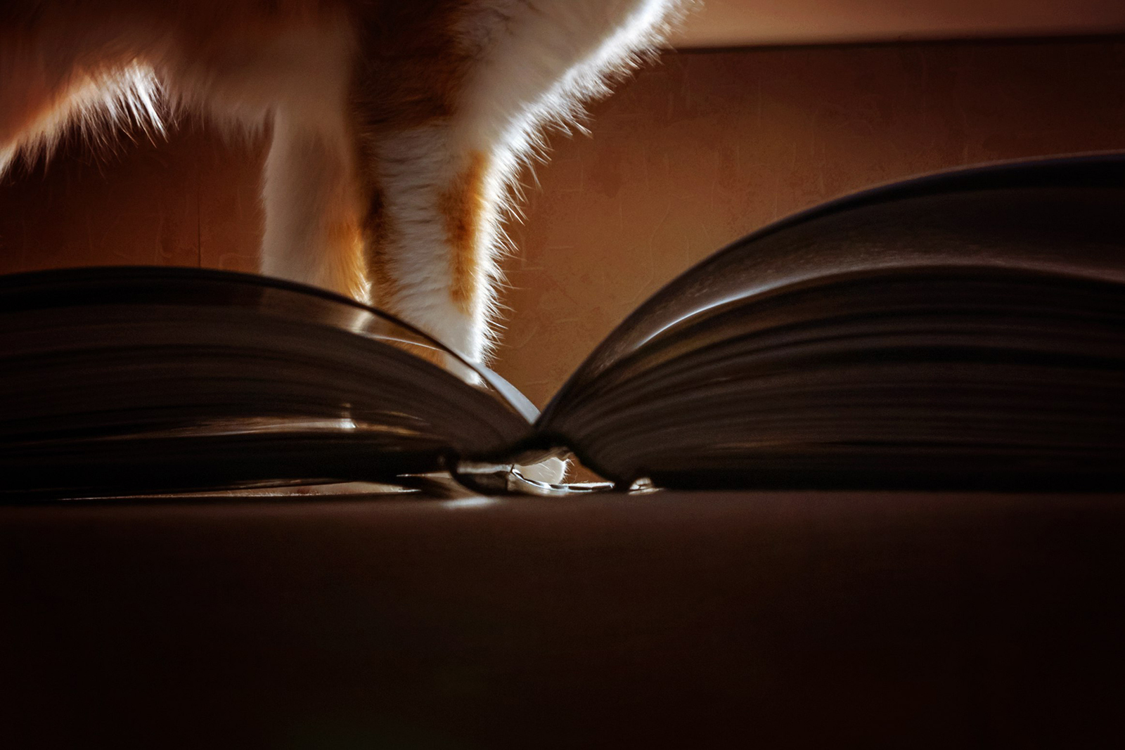 Golden lamp over the table - My, cat, Books, The photo