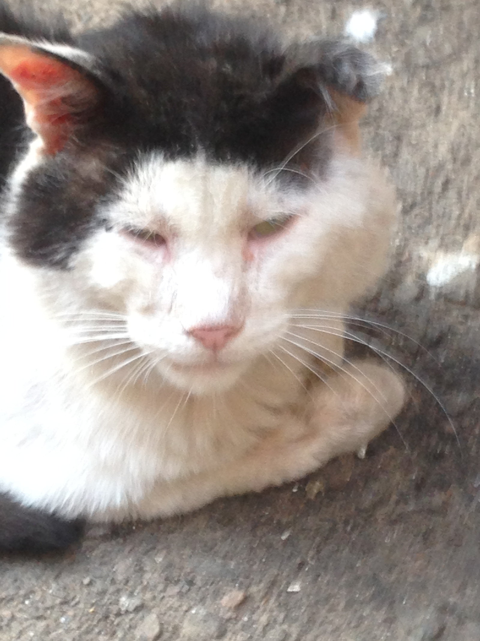 Котолундгрен | Пикабу