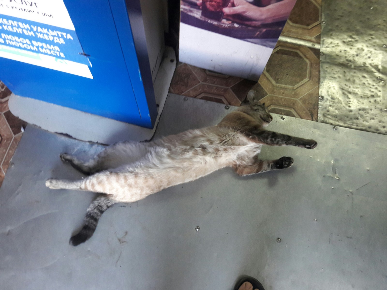 Store cat. - cat, , Bonehead