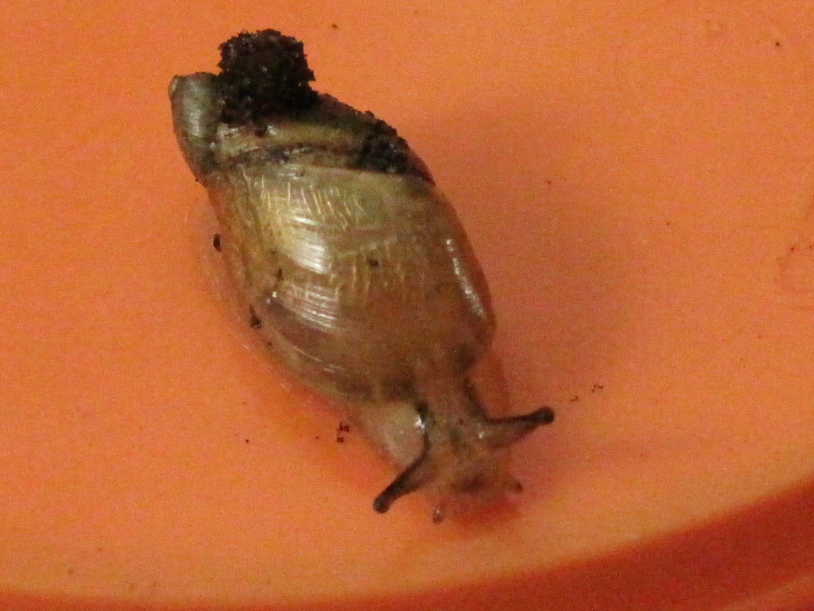 Snail - My, Snail, Garden, Naturalist