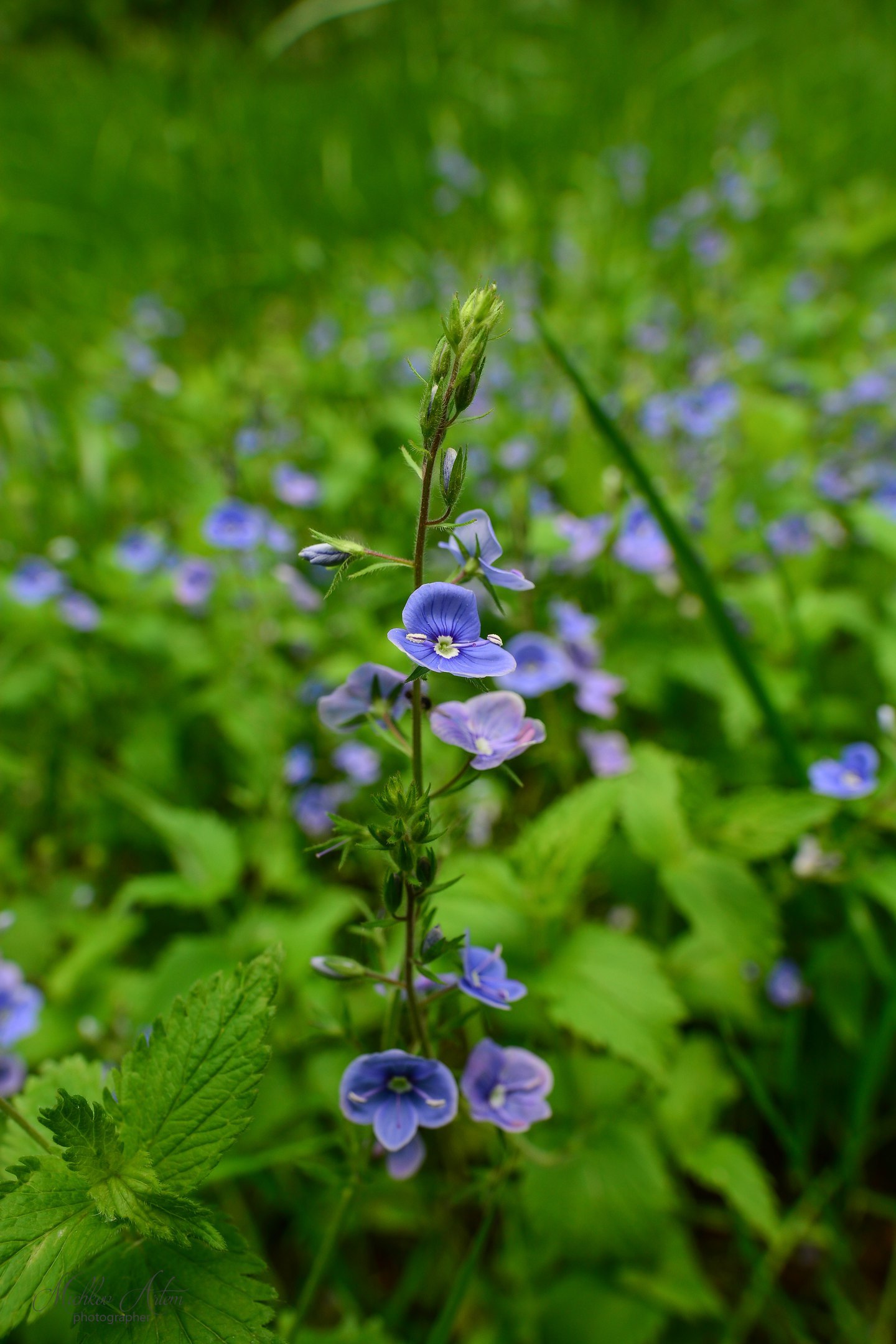 Chernyaevsky forest. - My, Nature, Permian, Chernyayevsky Forest, , Longpost