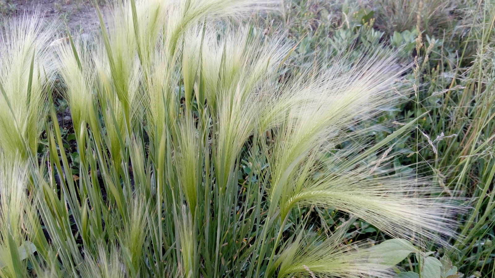 PhytoDiversity - My, Grass, Diversity