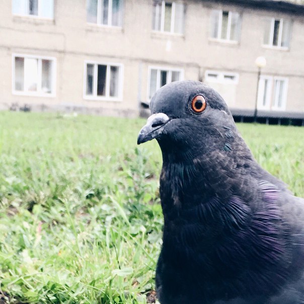 This dove must become a meme - My, , Memes