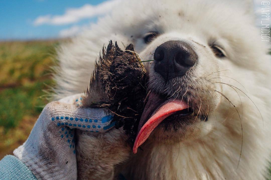 My Samoyed - My, Samoyed, Dog, Longpost