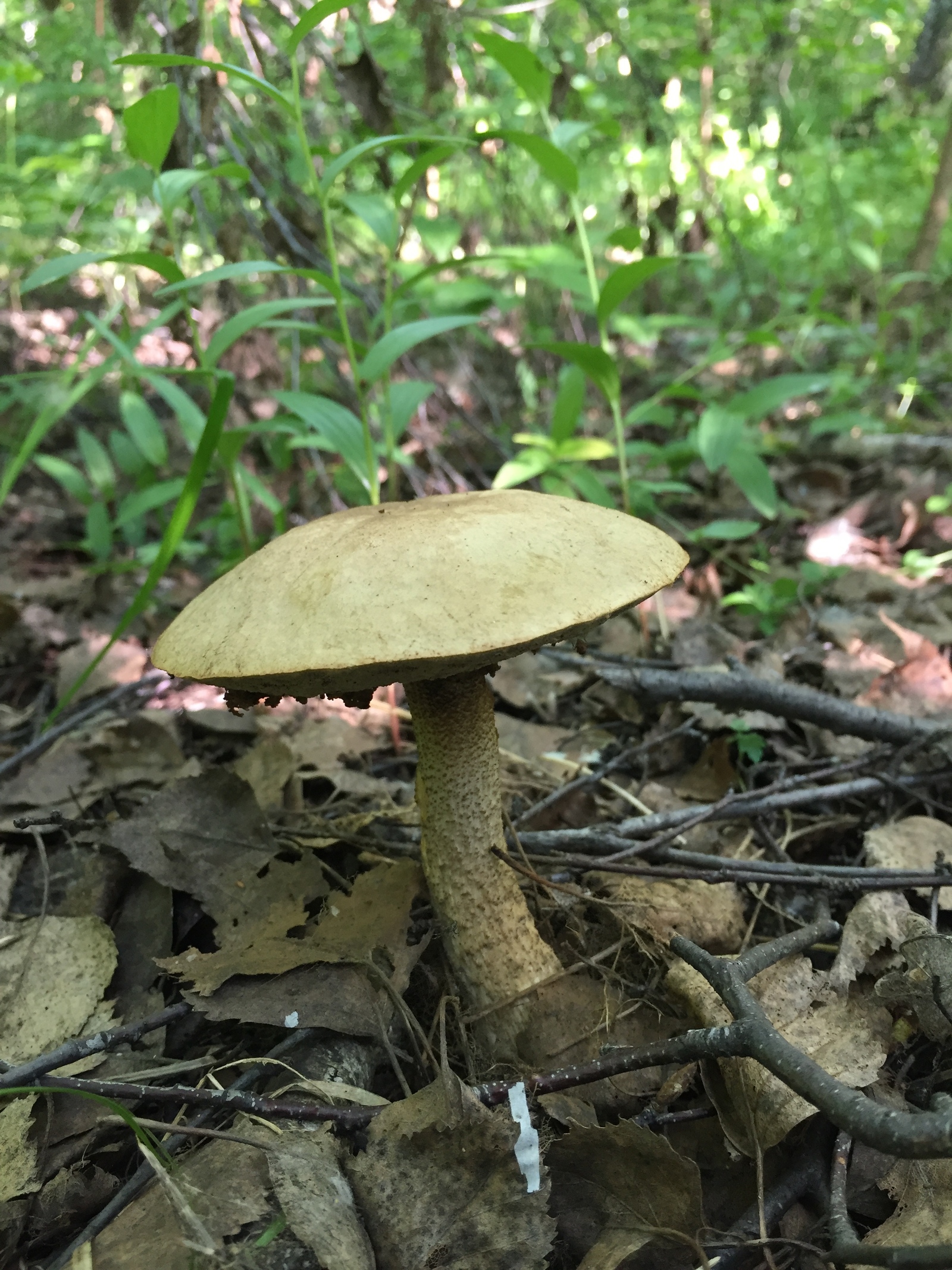 Boletus (Like) - My, Mushrooms, Boletus, Bugrinskaya grove, Novosibirsk, Longpost