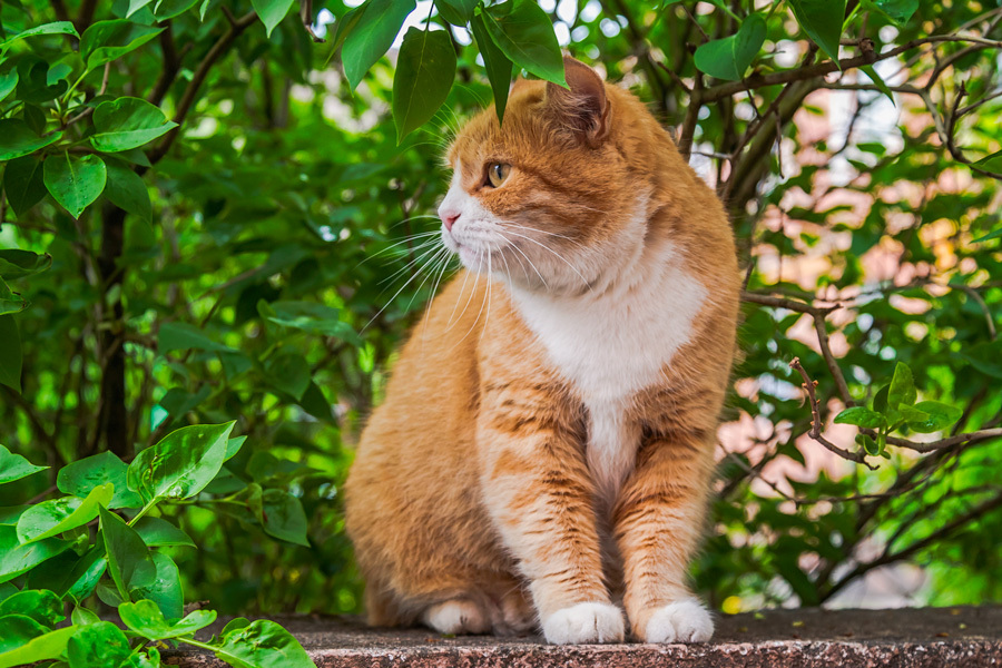 Шерстяной Выборг - Моё, Выборг, Кот, Уличный кот, Котомафия, Длиннопост