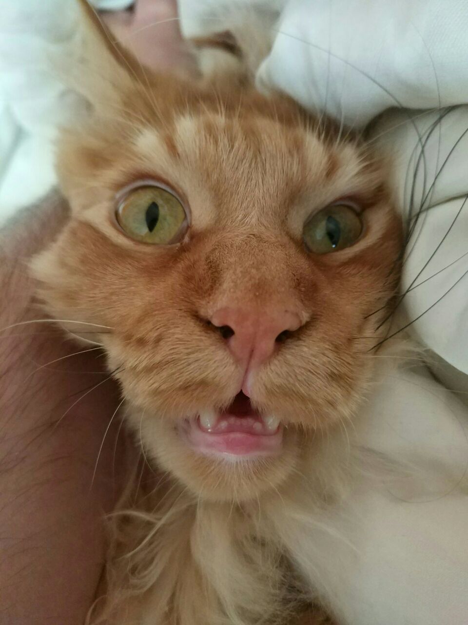 Looks like my cat is broken... - My, cat, Breaking, Redheads, Nose, Humor