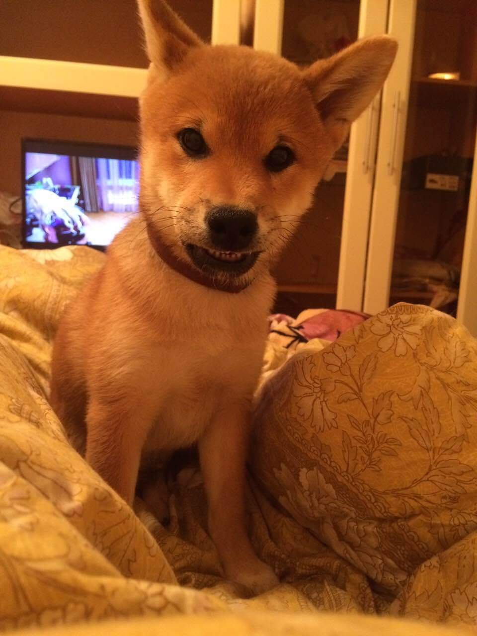 2 month old shiba inu - My, Dog, , Shiba Inu, Puppies