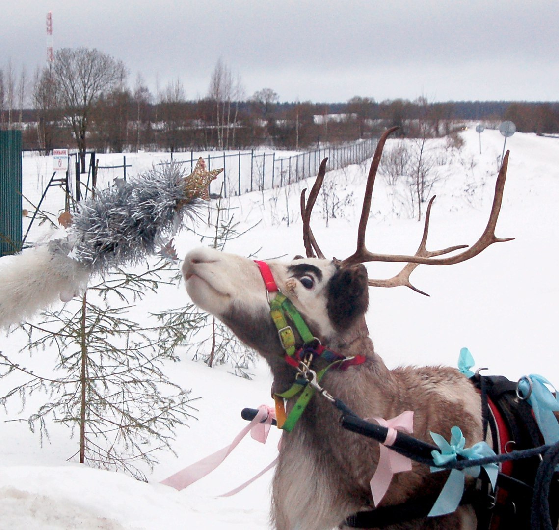 Near Volokolamsk, hunting dogs bit animals from a petting zoo to death - Deer, mini zoo, Tragedy, Volokolamsk, Longpost, Deer