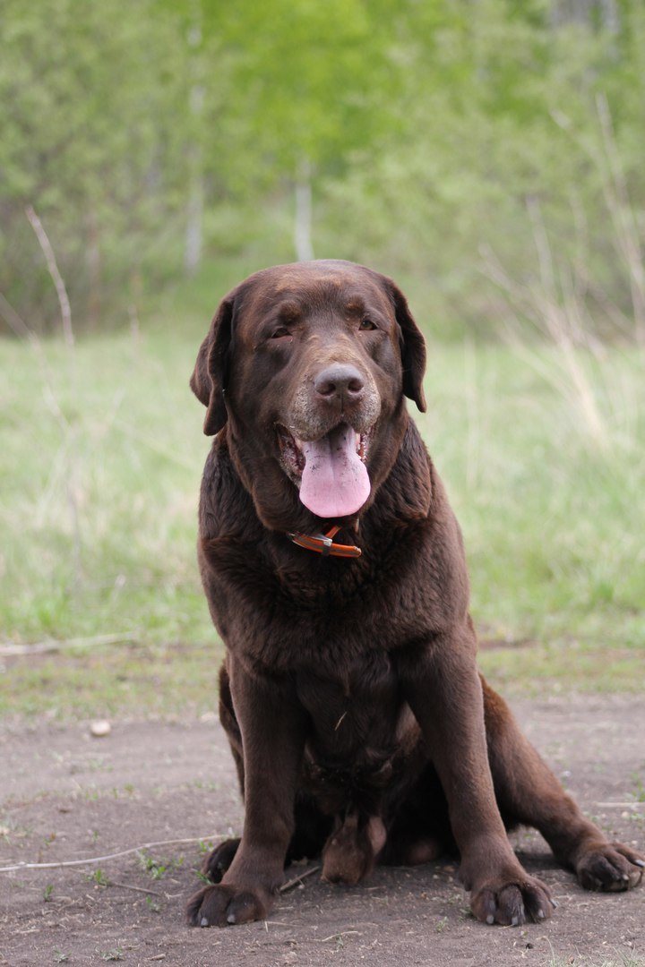 In the Chelyabinsk region, flayers killed the legendary rescue dog - Dogs and people, Flailing, Chelyabinsk, Dog