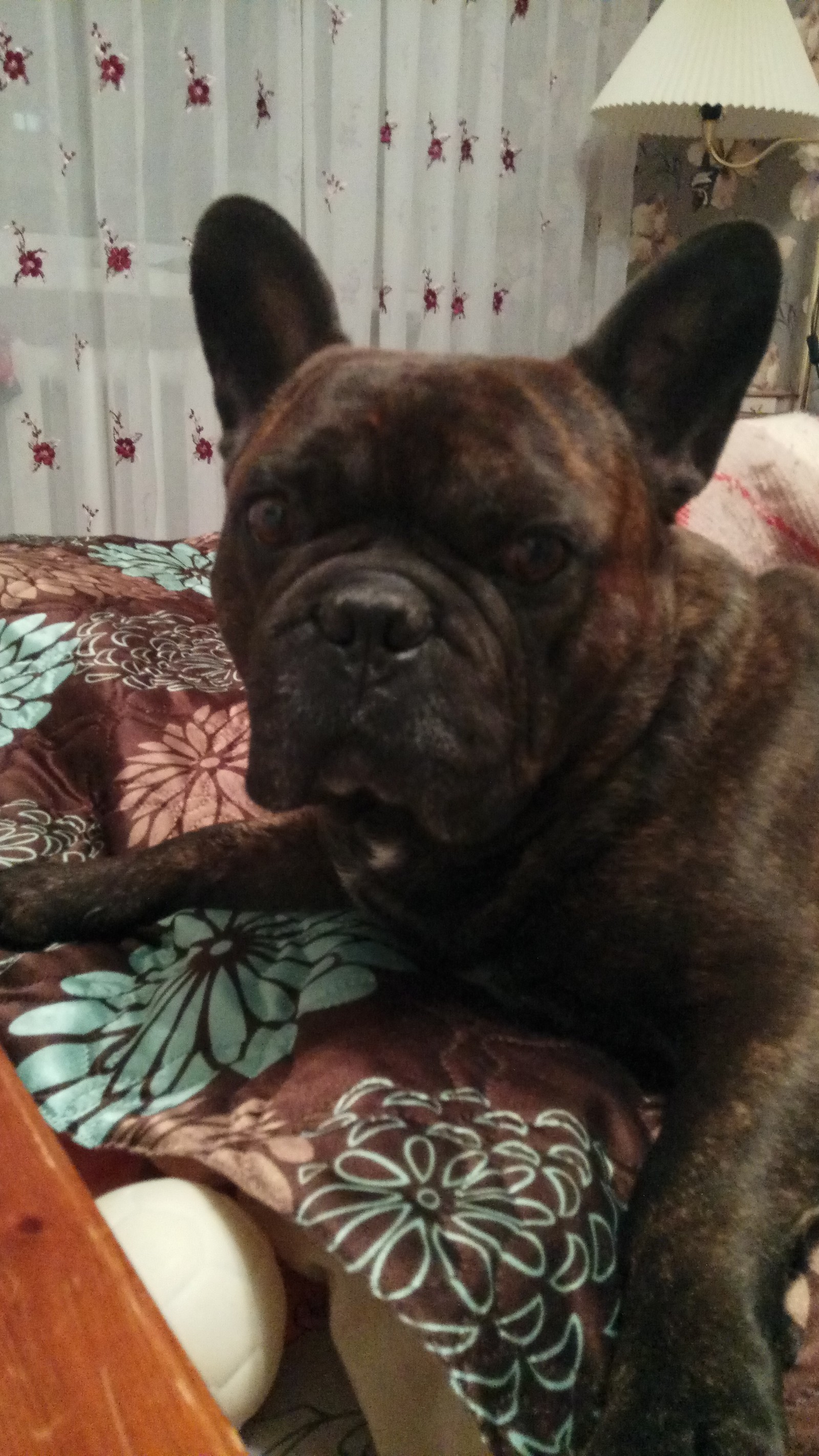 Funny french bulldog - My, French Bulldog, Dog, My, Longpost