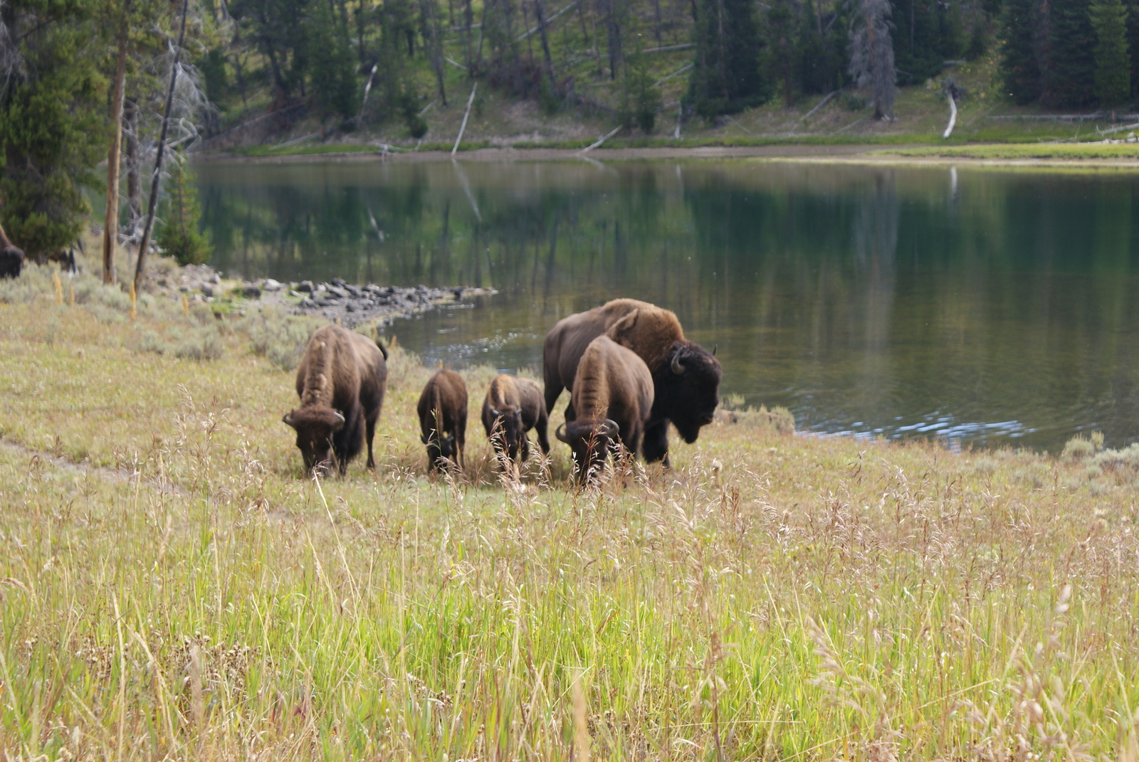 Traveling the USA by Car - Part 1 - Yellowstone National Park - My, USA, Nature, Drive, Travels, Animals, Longpost