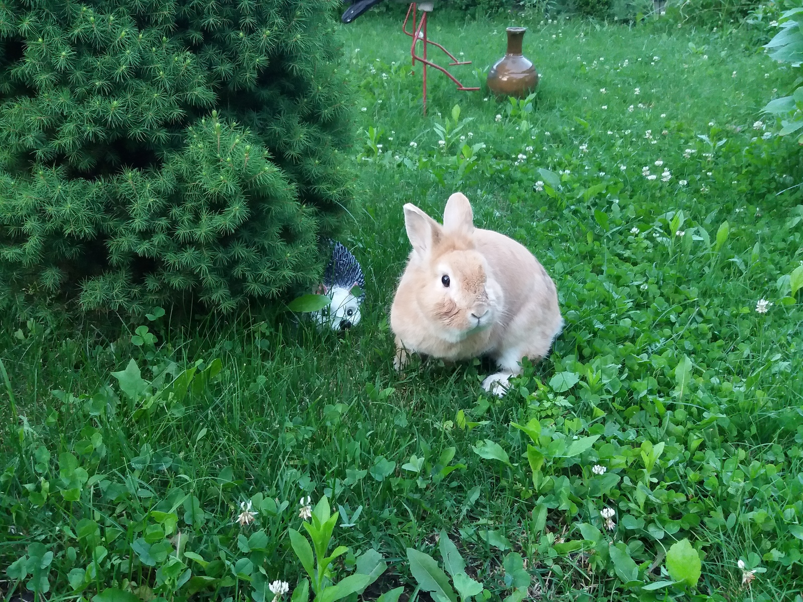 Летняя прогулка с кролём =) - Моё, Кролик, Милота, Трава, Сад, Длиннопост