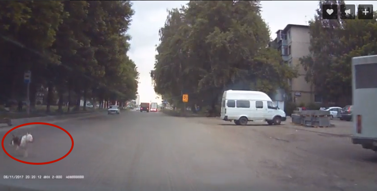 Mayhem in Ulyanovsk - Ulyanovsk, Road accident, Video recorder, Dog, Lawlessness
