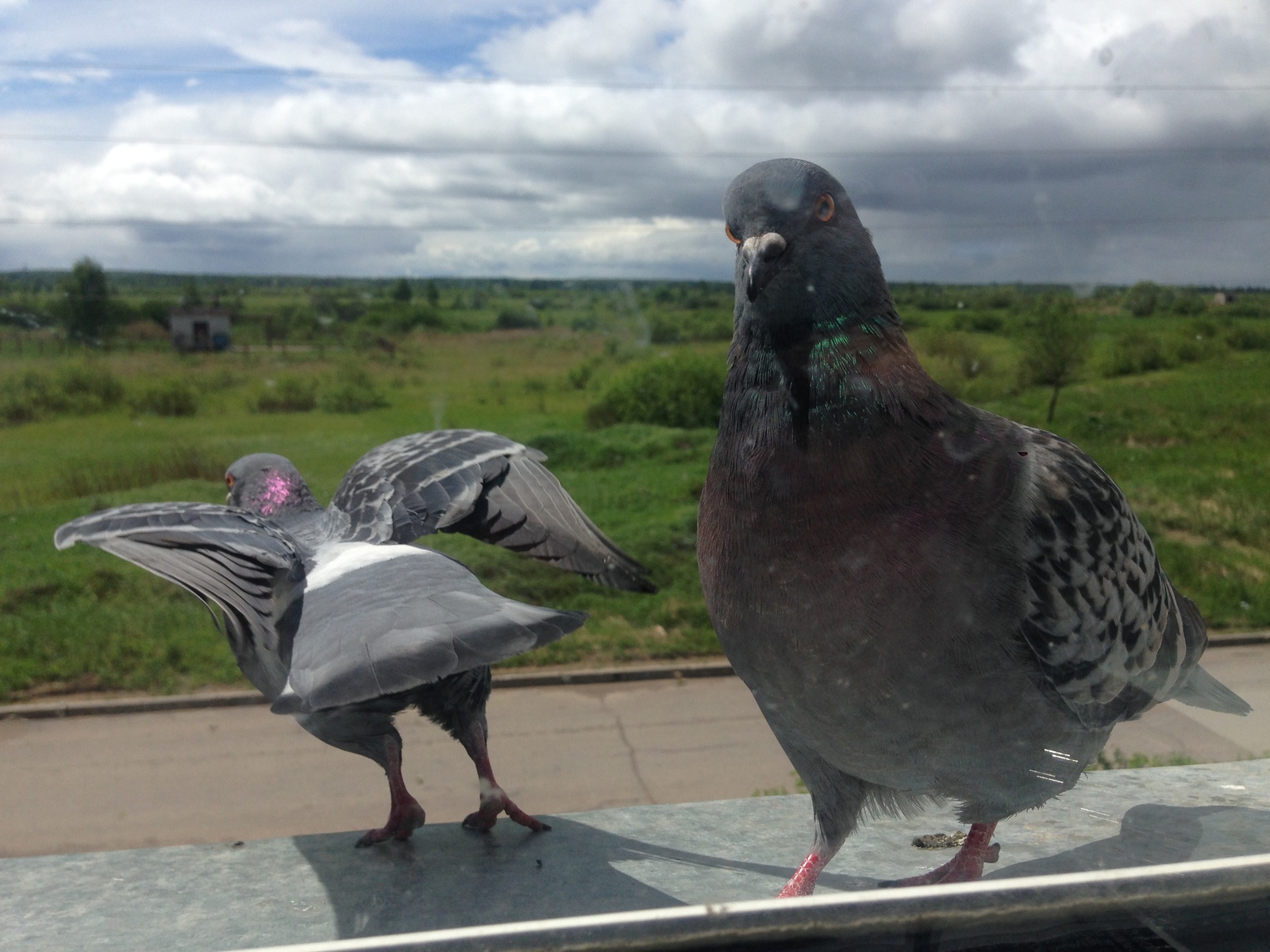 Pigeons - My, Pigeon, , Resentment, Longpost