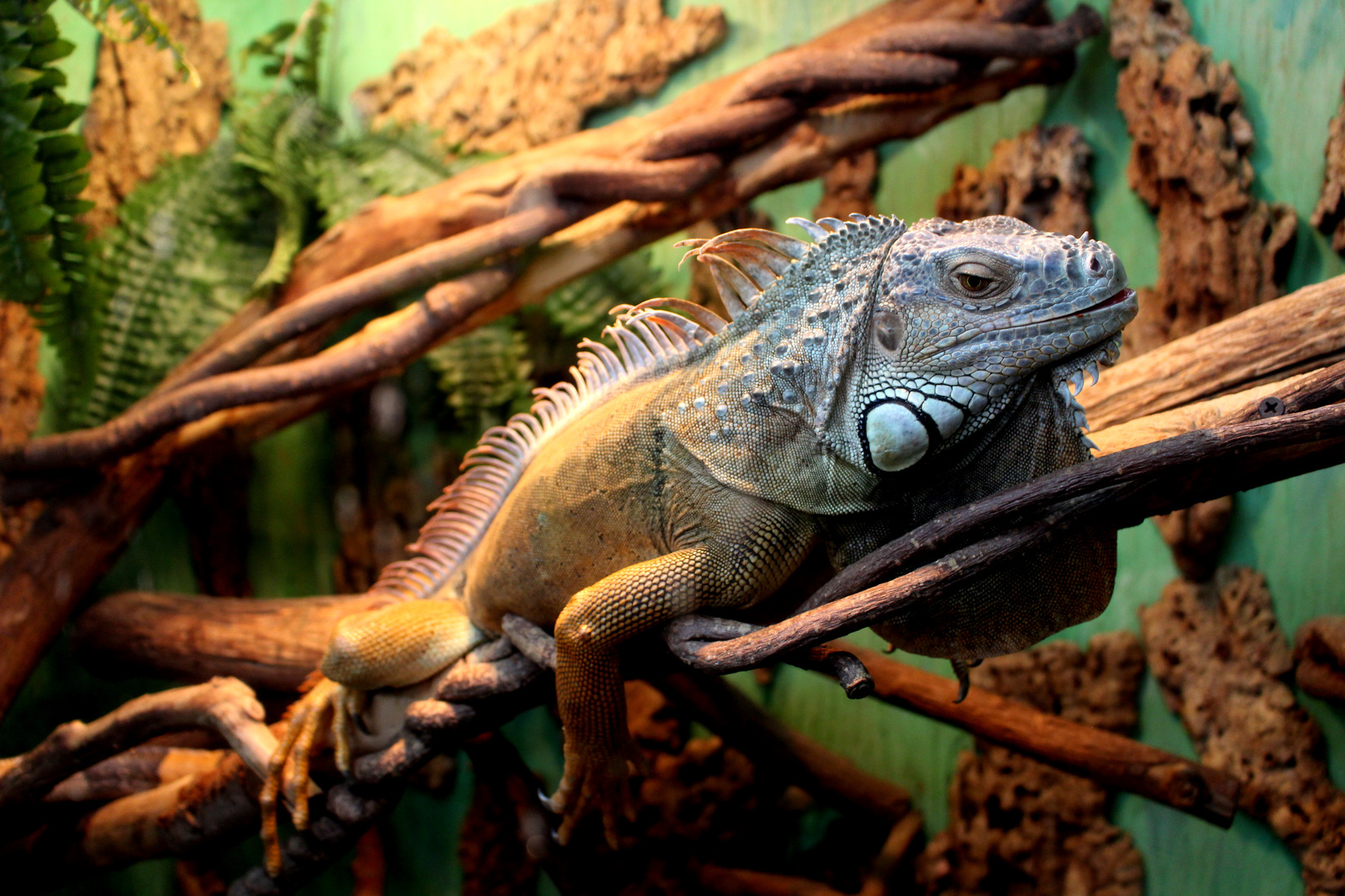 Zoo trip - My, Minsk, The photo, Canon, Longpost