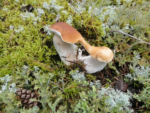 Art and Nature. - Partially mine, The photo, Mushrooms, Michelangelo