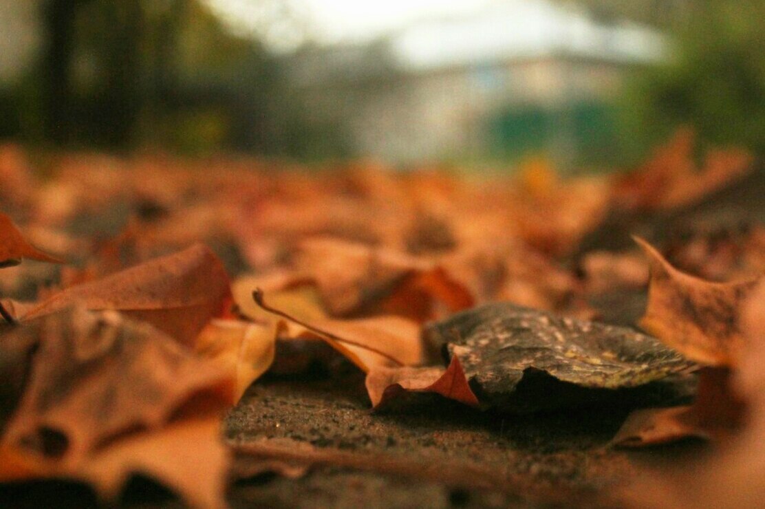 Autumn is coming - My, Autumn, The photo, Nature, House, Longpost