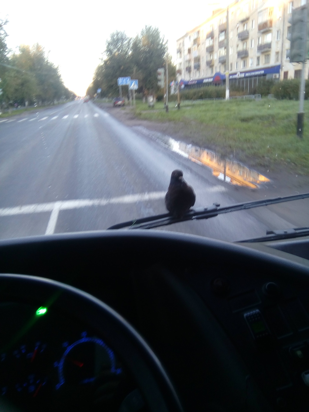 Stowaway - The photo, Pigeon, Bus, Stowaways, Longpost