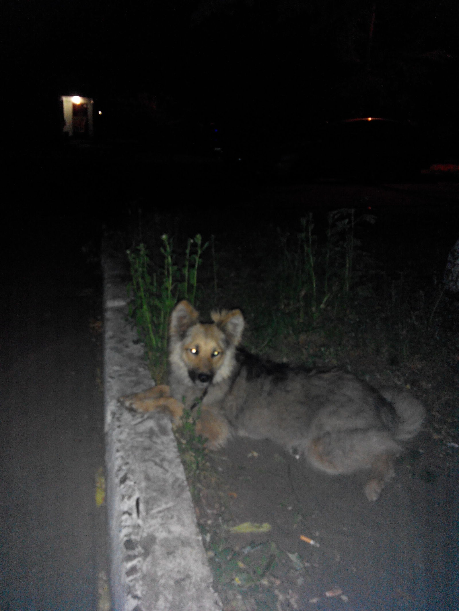 Resting dogs - My, Cur, Dog, The photo, A selection, Longpost