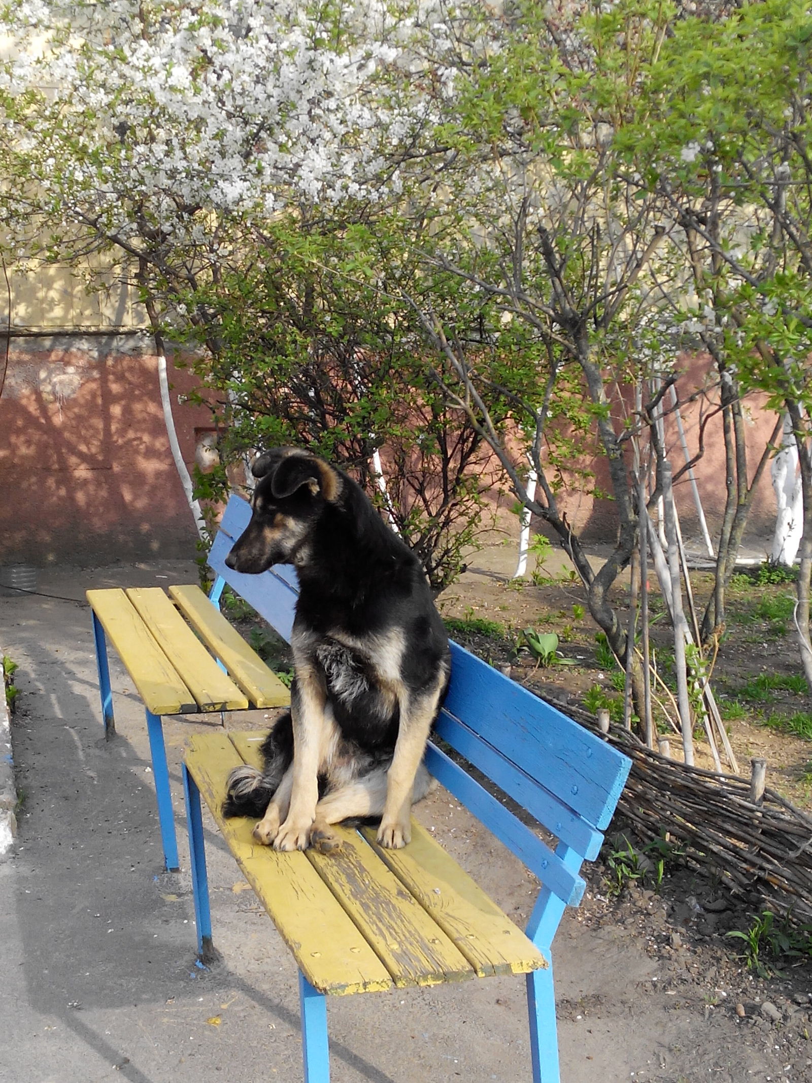 Resting dogs - My, Cur, Dog, The photo, A selection, Longpost