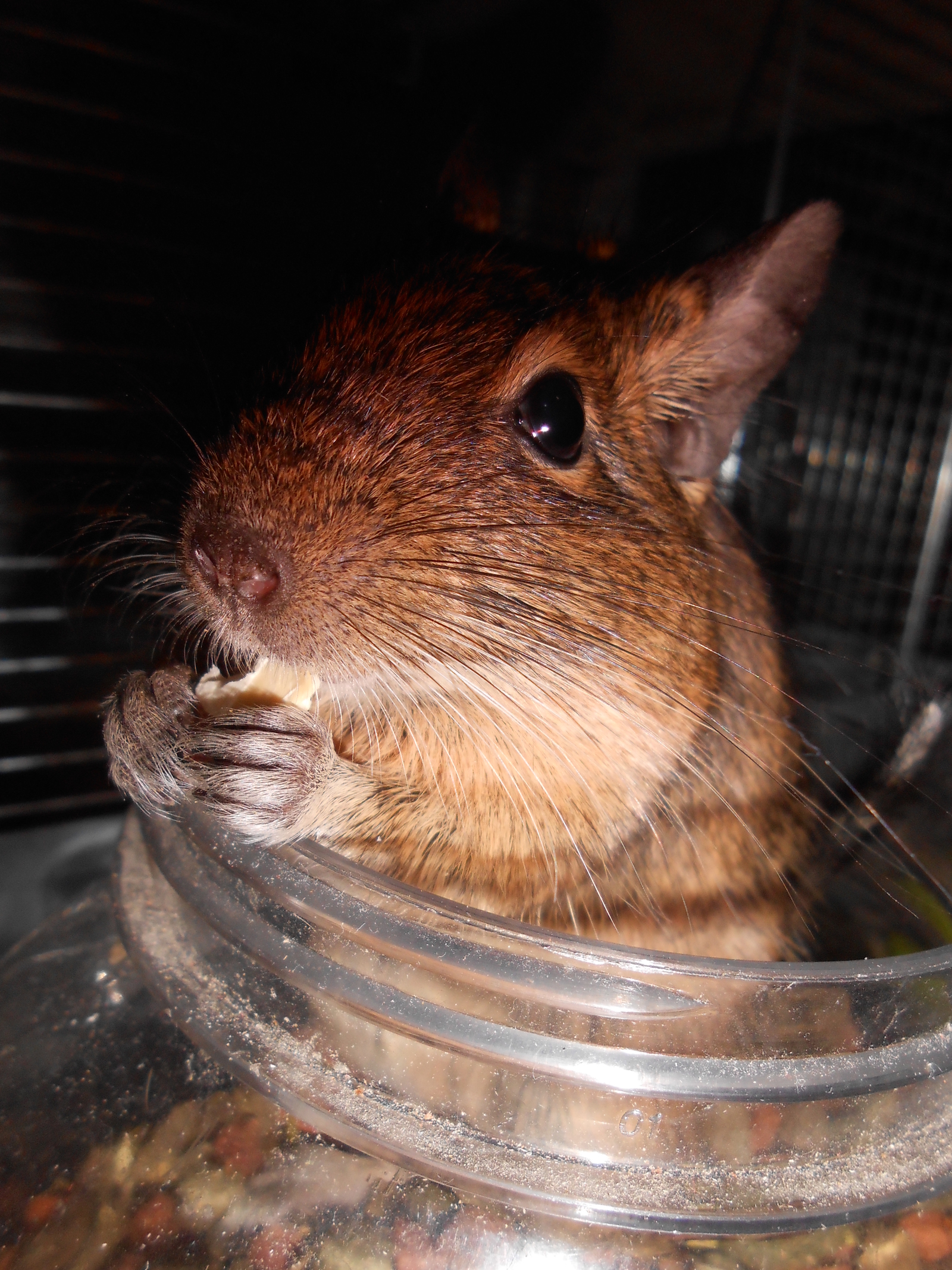 Caught in the act - My, Degu, Pets