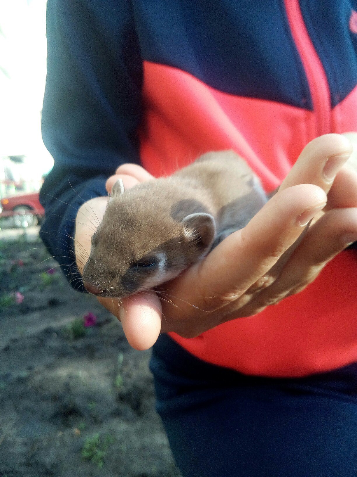 Foundling - My, Ferret, Animals, Uncertainty, Longpost