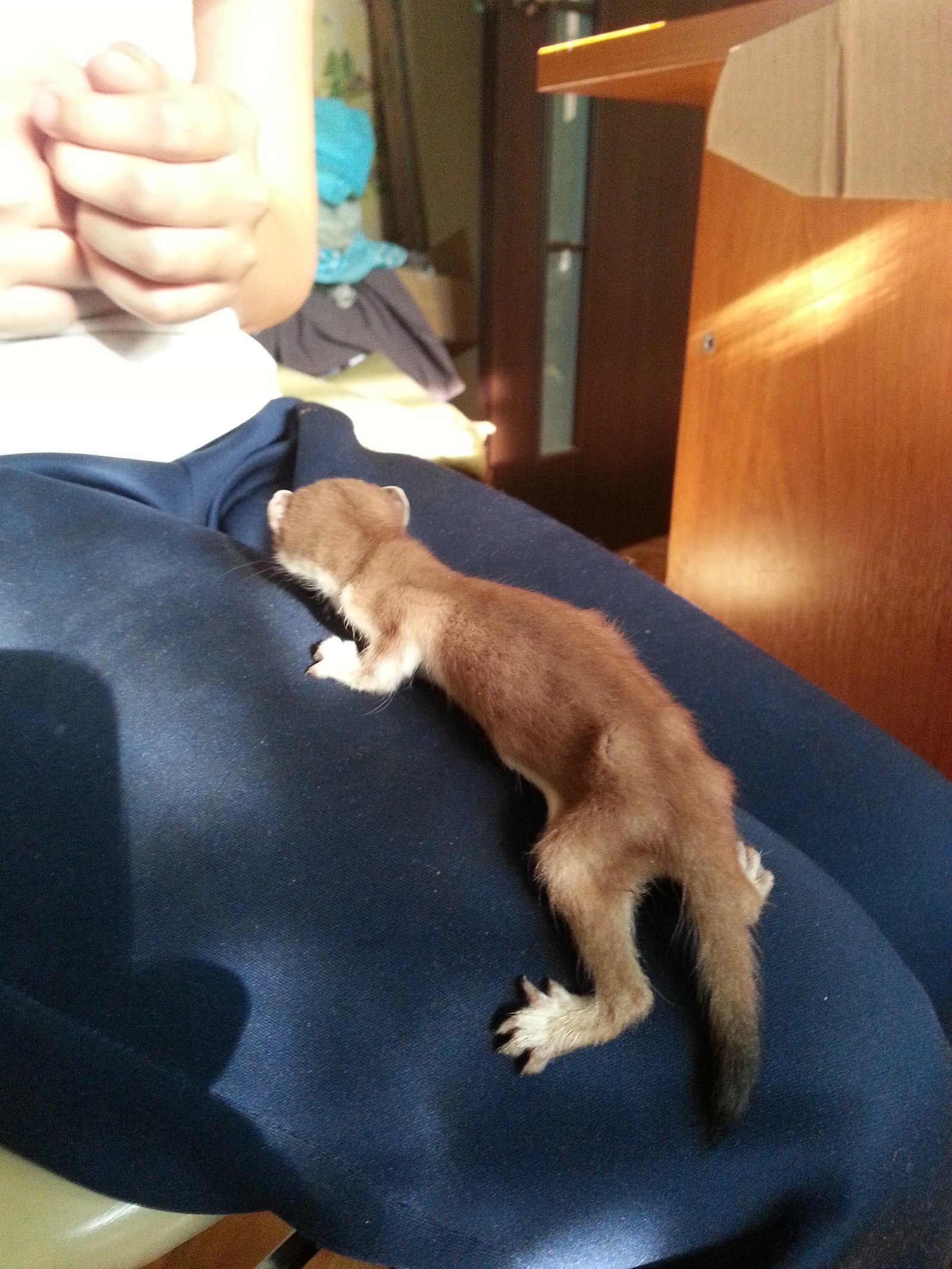 Foundling - My, Ferret, Animals, Uncertainty, Longpost