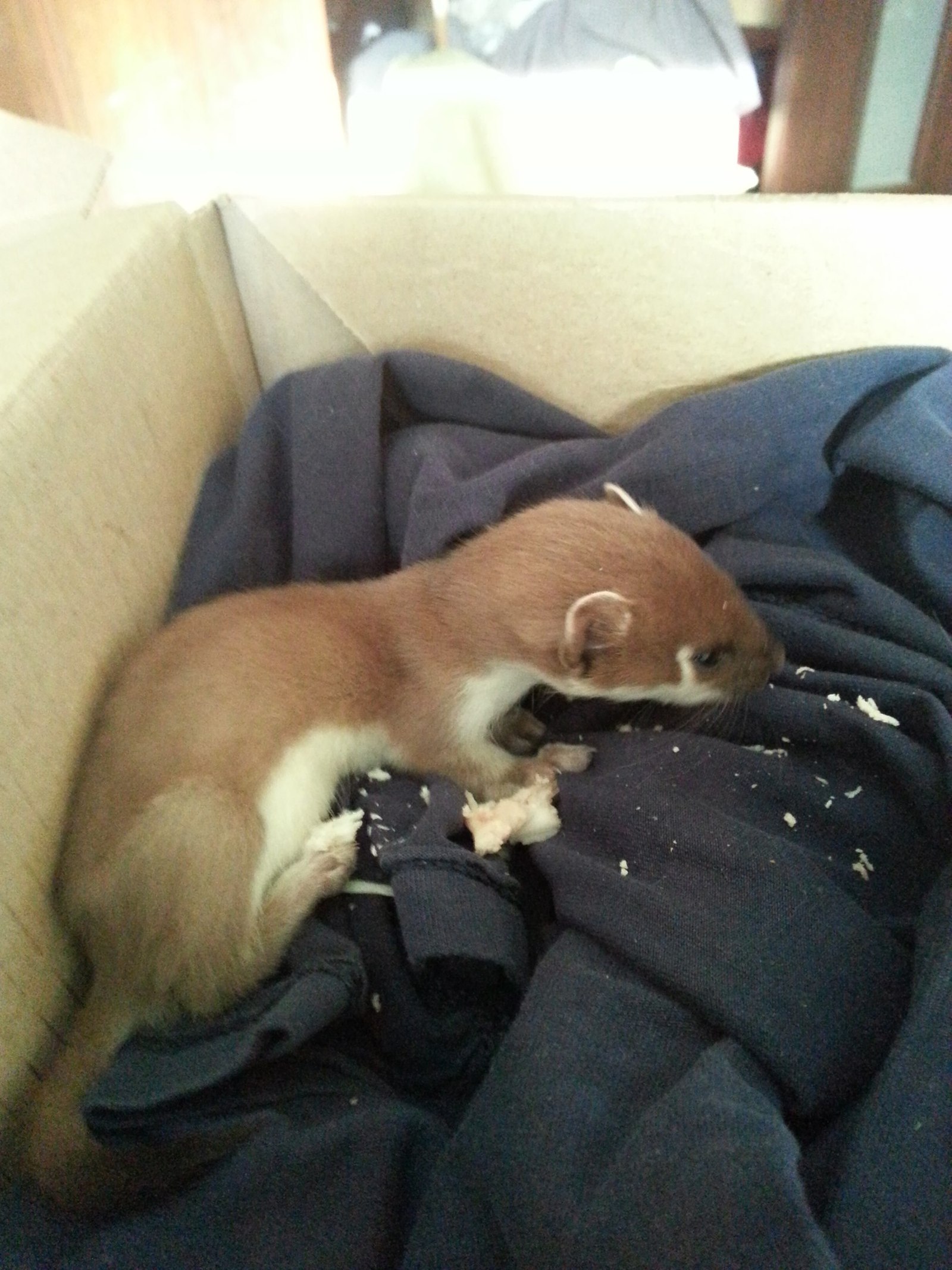 Foundling - My, Ferret, Animals, Uncertainty, Longpost