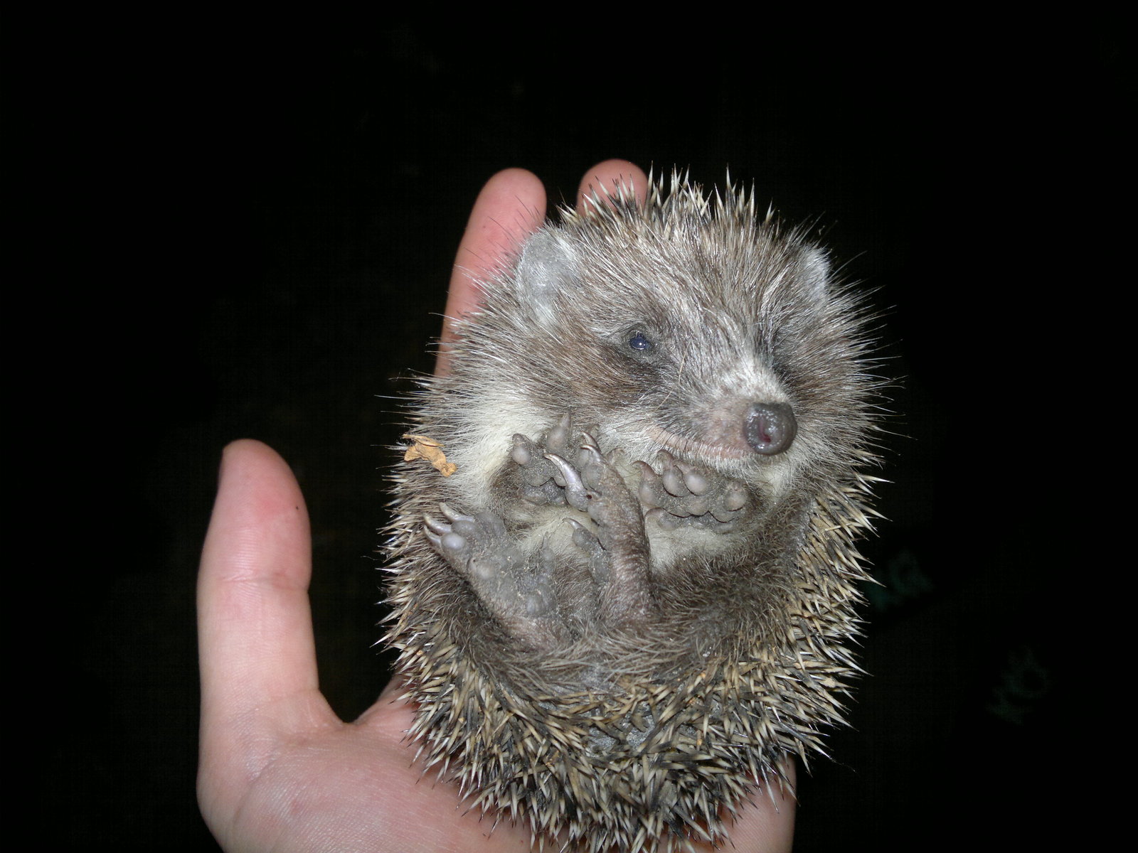 Hedgehog - My, Hedgehog, Milota, Forest Hedgehog, The photo, Longpost, Young