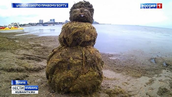 seaweed - , Anapa