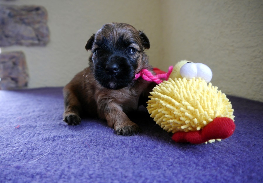 Doggies - My, Dog, Puppies, Longpost, Milota, Irish Terrier