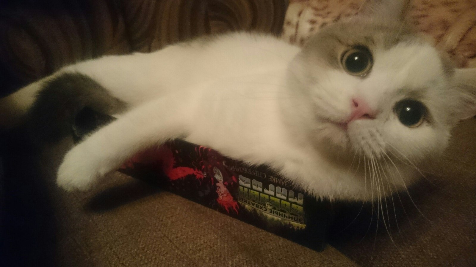 cat gamer - My, cat, Board games