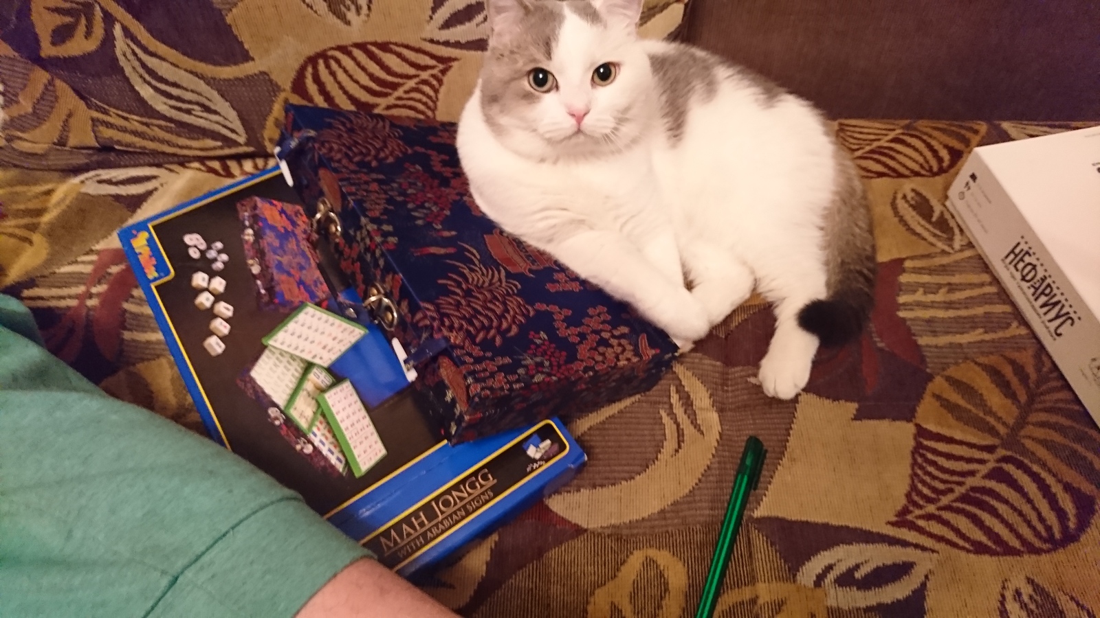 cat gamer - My, cat, Board games