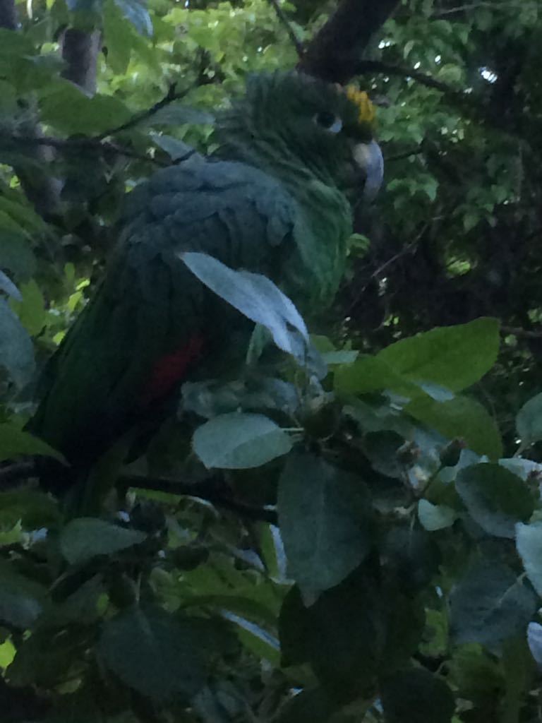 Kazan, Ara-Amazon parrot found - My, A parrot, In good hands, Found, Foundling, A loss, Longpost, Kazan, Amazon parrot