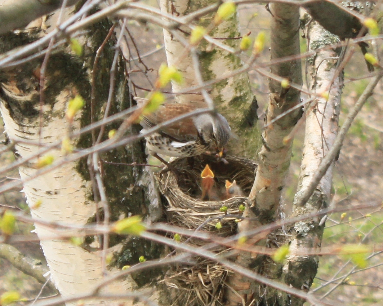 New neighbors outside the window - My, Birds, Thrush, A little, cat, Observation, Nature, Longpost