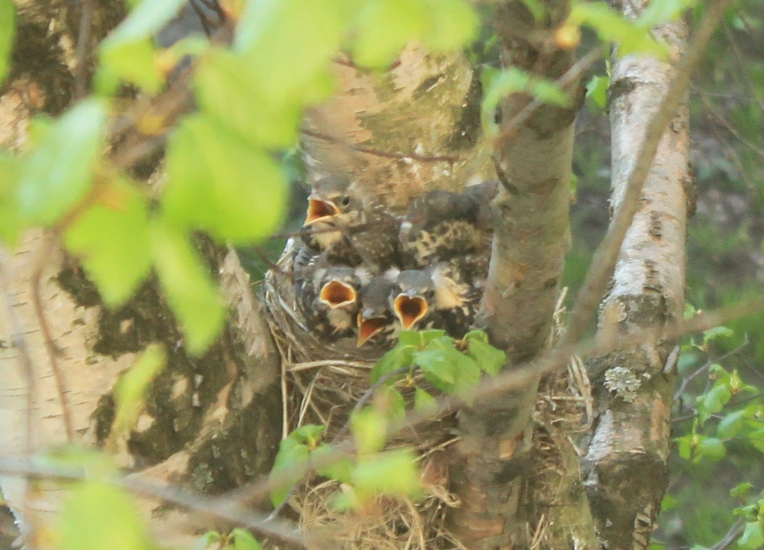 New neighbors outside the window - My, Birds, Thrush, A little, cat, Observation, Nature, Longpost