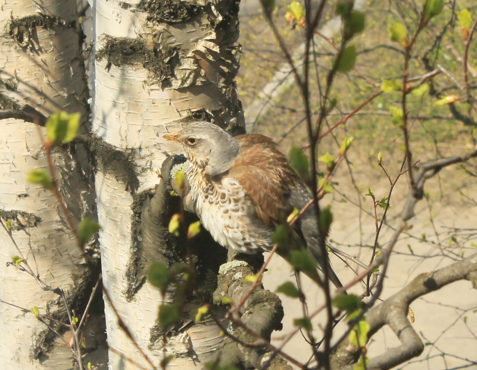 New neighbors outside the window - My, Birds, Thrush, A little, cat, Observation, Nature, Longpost