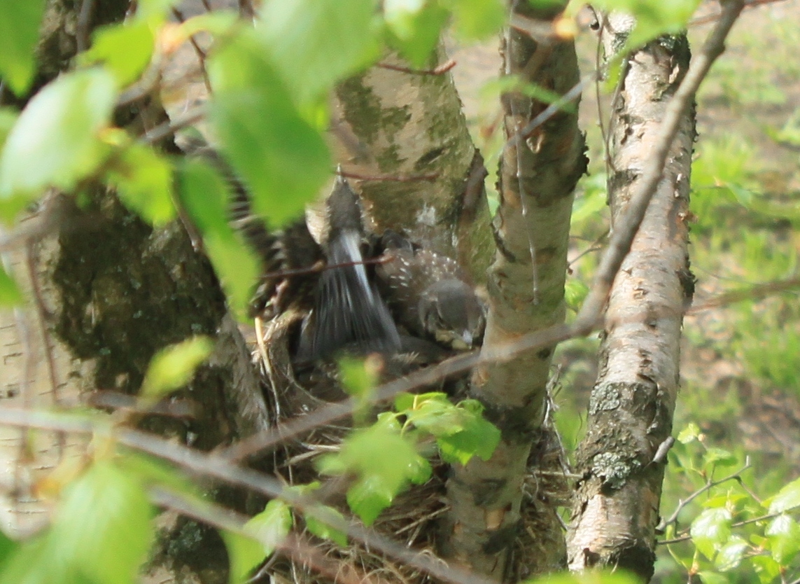 New neighbors outside the window - My, Birds, Thrush, A little, cat, Observation, Nature, Longpost