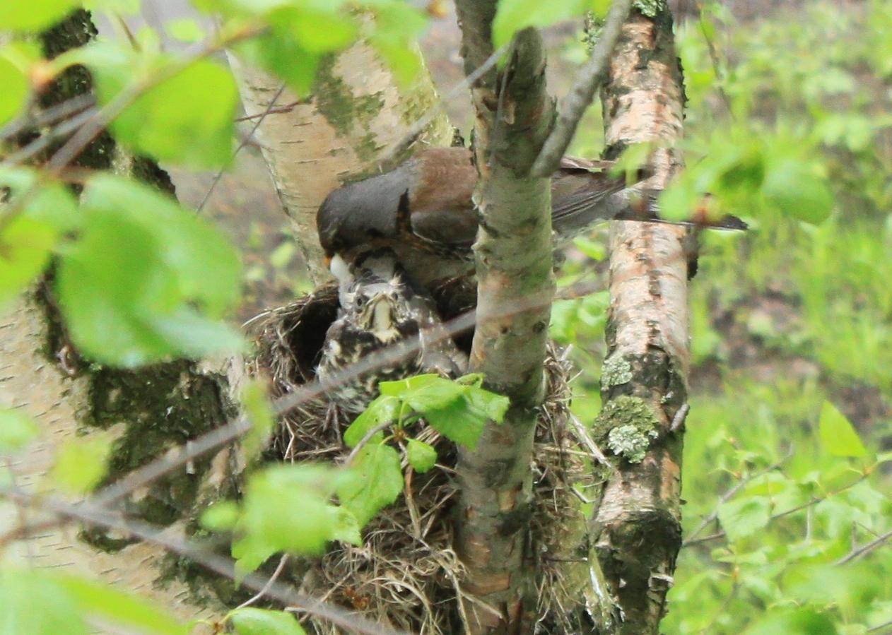 New neighbors outside the window - My, Birds, Thrush, A little, cat, Observation, Nature, Longpost