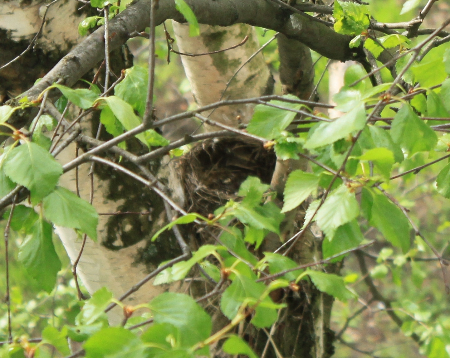 New neighbors outside the window - My, Birds, Thrush, A little, cat, Observation, Nature, Longpost