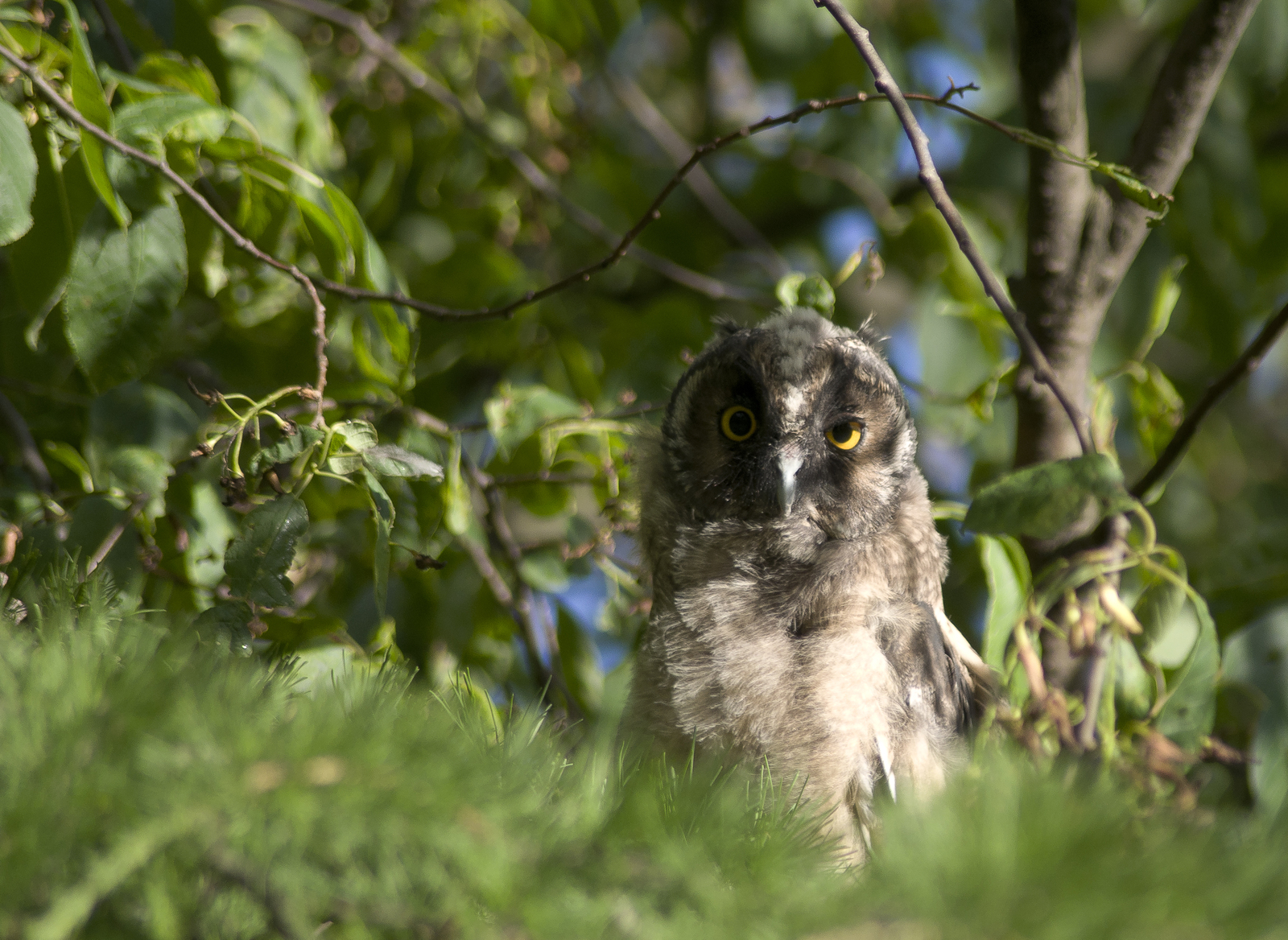 Long-eared owl chicks - My, Birds, Owl, The photo, Eared, Sight, Nature, Eyes, Longpost