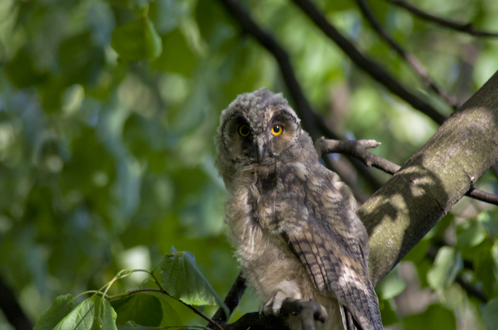 Long-eared owl chicks - My, Birds, Owl, The photo, Eared, Sight, Nature, Eyes, Longpost