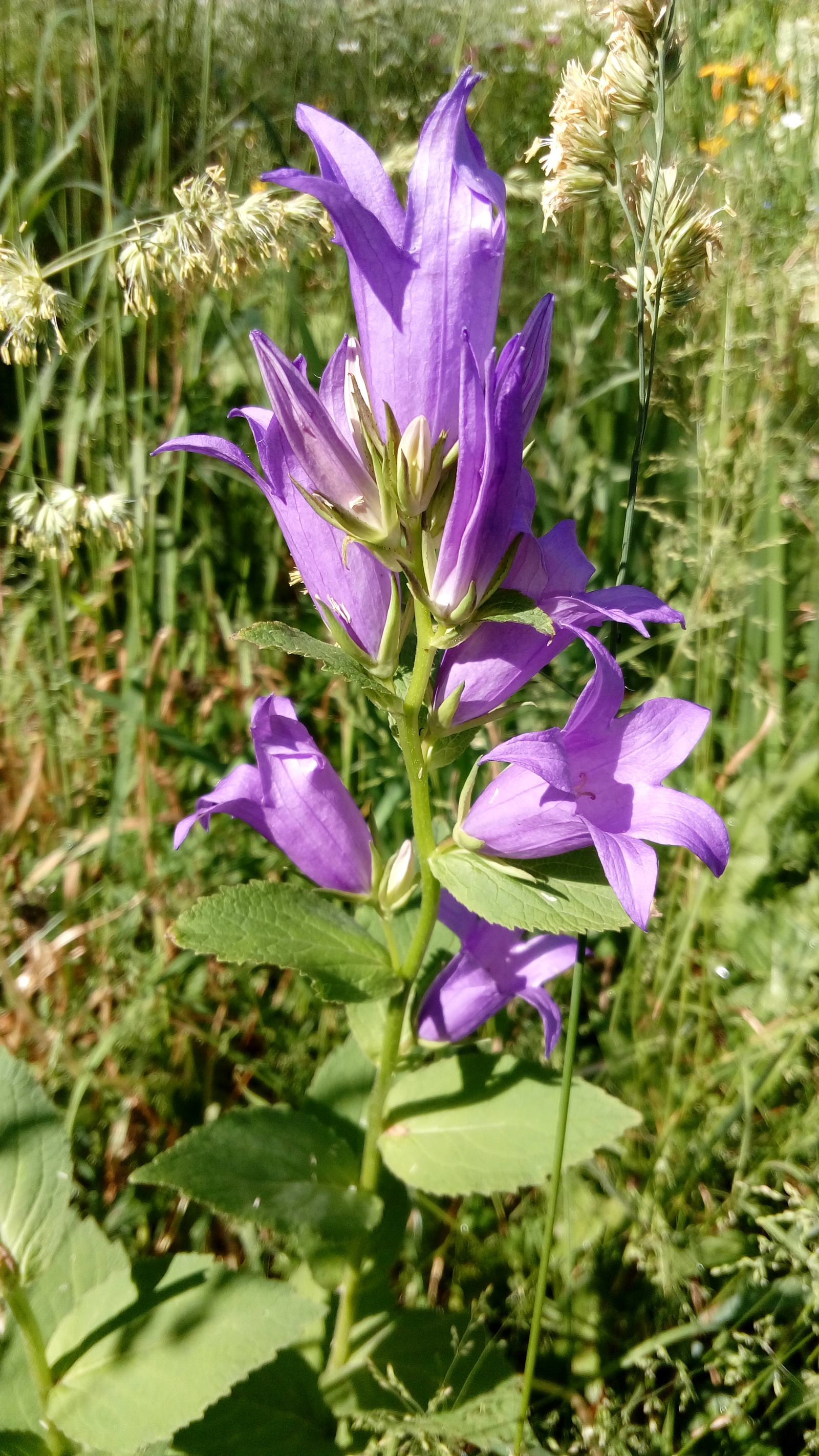 In grass - My, , Flowers