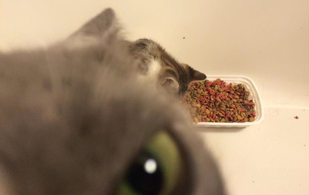 Jealous cat climbed into the photo of a new pet - cat, Jealousy, Longpost