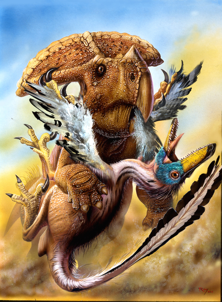 Protoceratops vs Velociraptor. - Paleoart, Paleontology, Protoceratops, Velociraptor, Books, Longpost, Milota, Nemilota