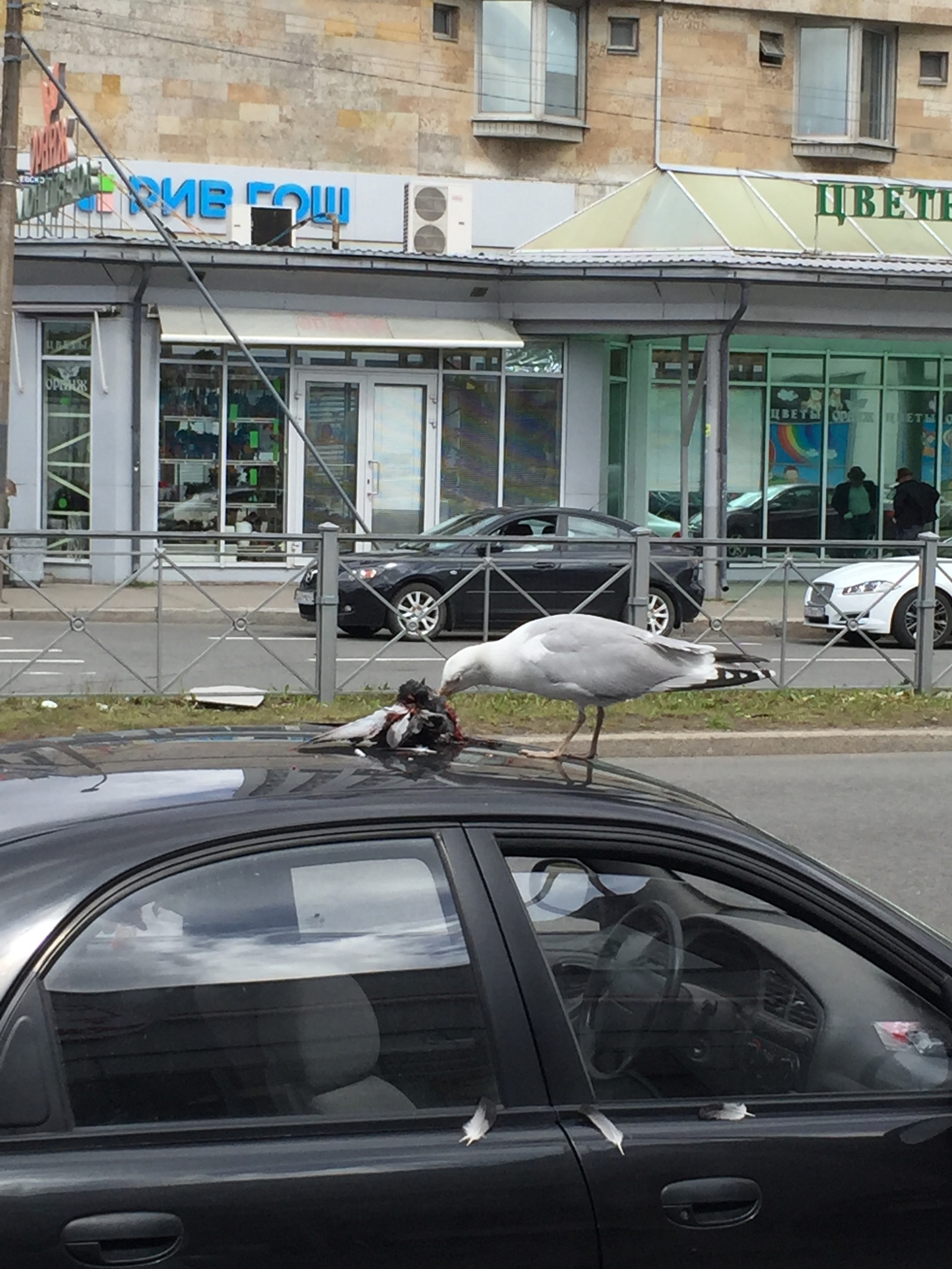 cannibal seagull - My, My, Seagulls, Cannibalism