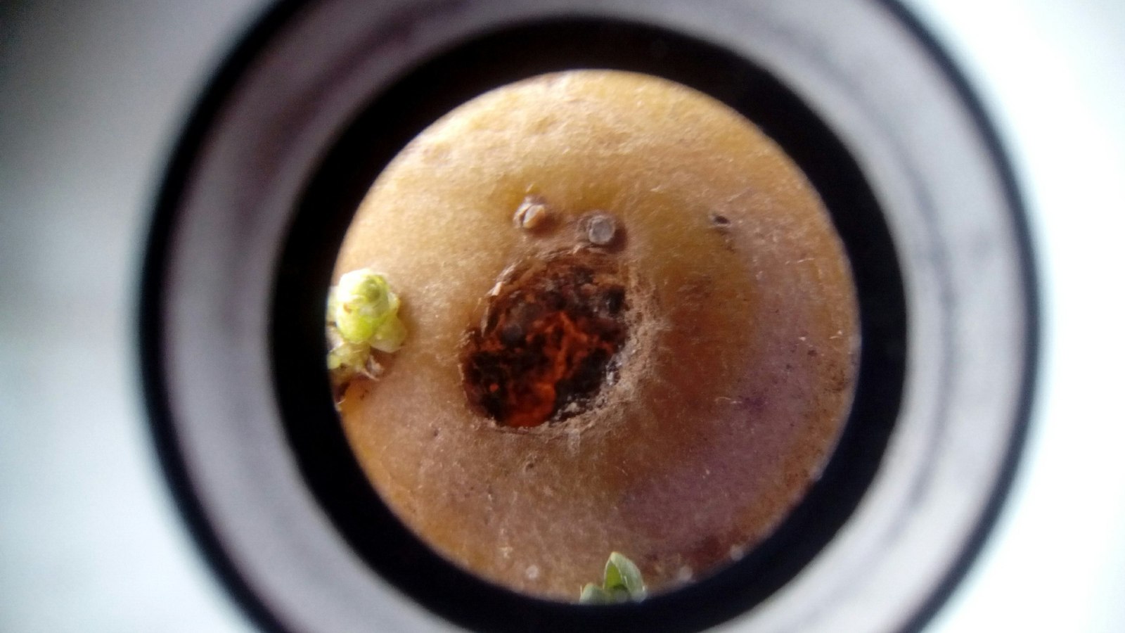 The surface of a potato tuber under a telescope. - Potato, Telescope, The photo