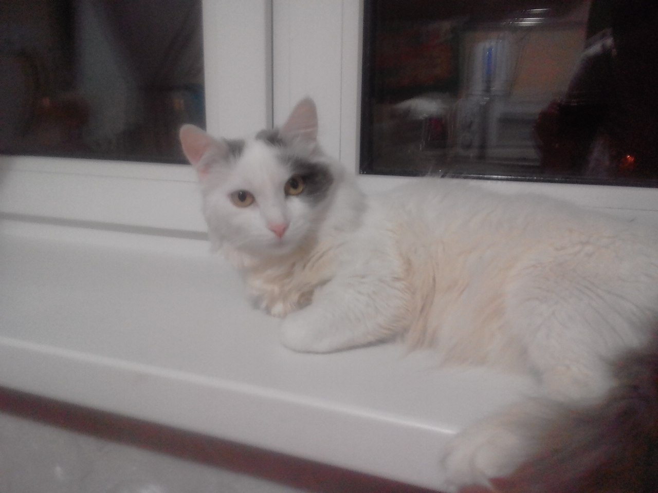 Please help me find a cat. Krasnoyarsk, st. Yushkov - My, Krasnoyarsk, cat, Lost, Animals, Pets, Longpost