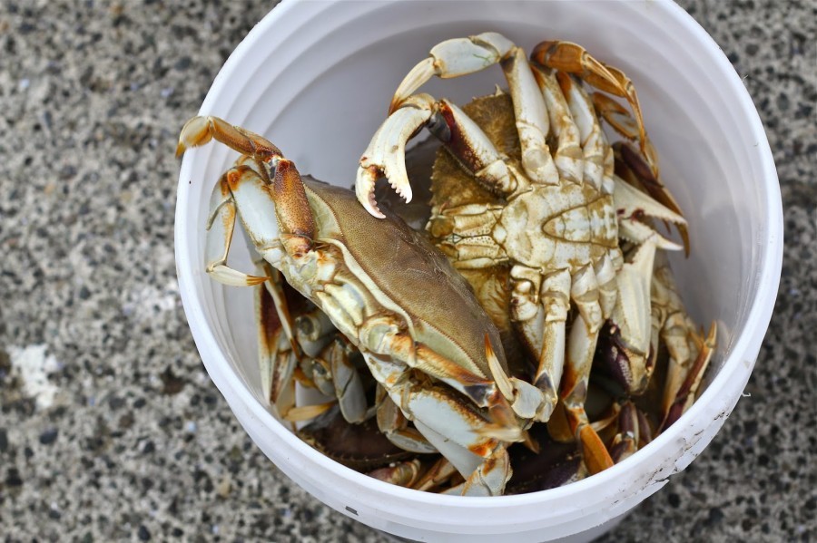 Crab mentality - Crab, Bucket, Theory, 